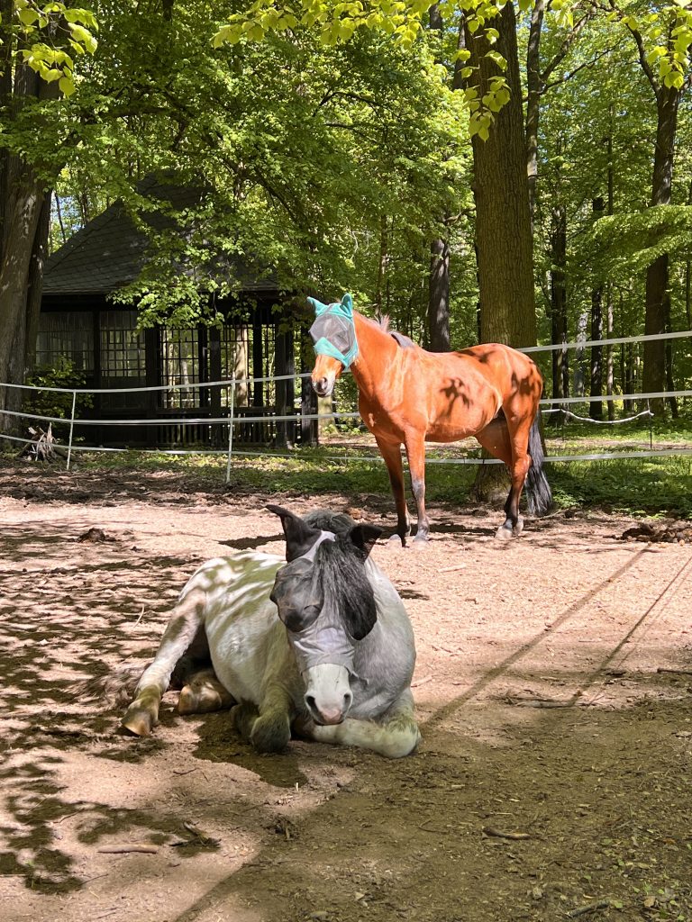 Ruhende Pferde am historischen Waldstall des Waldguts