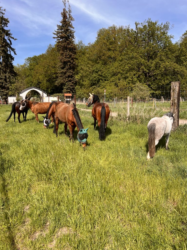 Ausgebildete Reitponys auf einer Weide bei Brandis