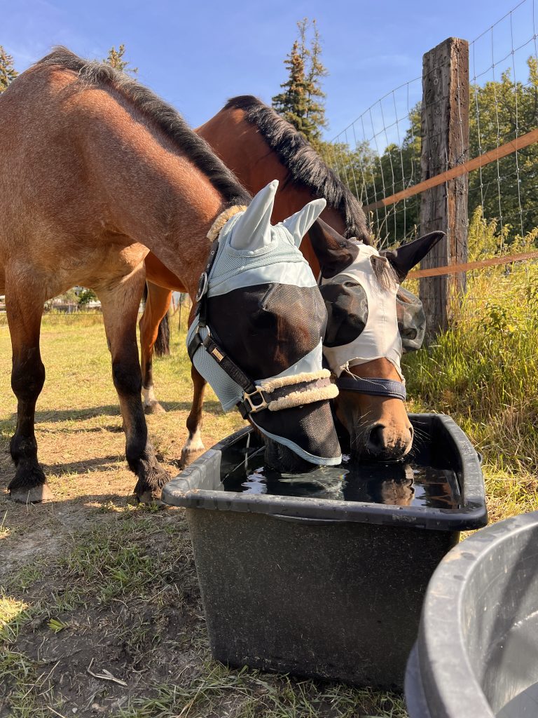 Pferde und Ponys im Offenbereich des Waldguts Waldsteinberg