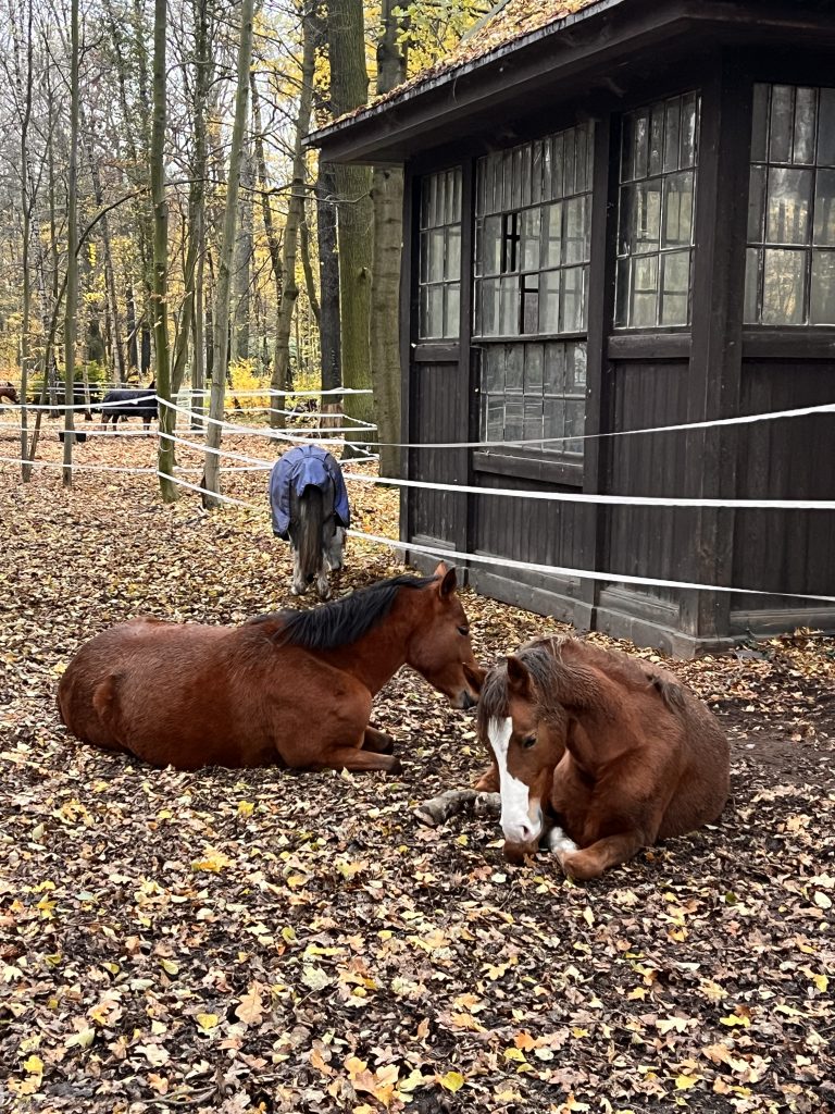 Pferde bei der täglichen Wasserversorgung auf dem Waldgut